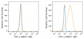ABflo® 488 Rabbit anti-Human TNF-α mAb (A22781)
