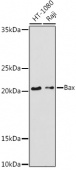 [KO Validated] Bax Rabbit pAb (A15633)