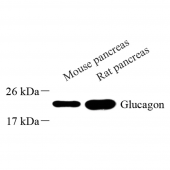 Anti -Glucagon Rabbit pAb