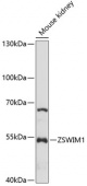 ZSWIM1 Rabbit pAb (A14949)