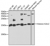 [KO Validated] Histone H2A.Z Rabbit pAb (A6614)