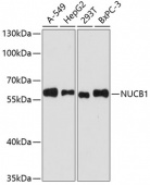 [KO Validated] NUCB1 Rabbit pAb (A3994)