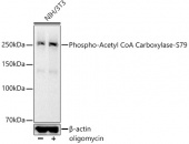 Phospho-Acetyl CoA Carboxylase-S79 Rabbit mAb (AP1388)