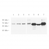 GB11943 Anti -Perforin Rabbit pAb Antibody