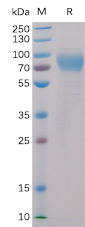 Recombinant Human SLAMF4/2B4/CD244 Protein (RP02257)