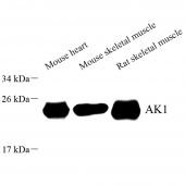Anti -AK 1 Rabbit pAb