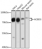 ACBD3 Rabbit pAb (A16568)