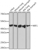 WIF1 Rabbit mAb (A5171)