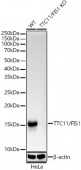 [KO Validated] TTC11/FIS1 Rabbit mAb (A19666)