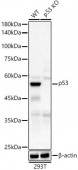 [KO Validated] p53 Rabbit mAb (A19585)