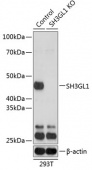 [KO Validated] SH3GL1 Rabbit pAb (A19932)