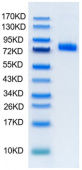 Recombinant Human TNFSF9/4-1BB Ligand Trimer Protein (RP02058)