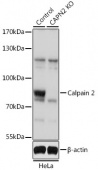 [KO Validated] Calpain 2 Rabbit pAb (A1861)