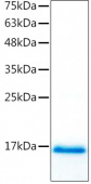Recombinant Mouse TGF-beta 1  Protein (RP02523)