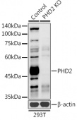 [KO Validated] PHD2/EGLN1 Rabbit pAb (A14557)