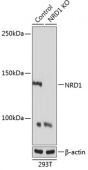 [KO Validated] NRD1 Rabbit pAb (A19857)