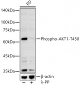 Phospho-AKT1-T450 Rabbit pAb (AP0004)