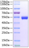 Recombinant Mouse TNFRSF18/CD357 Protein (RP02184)