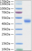 Recombinant Mouse TNFRSF4/OX40/CD134 Protein (RP01324)