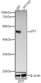[KO Validated] p53 Rabbit mAb (A22449)