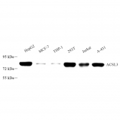 Anti -ACSL3 Rabbit pAb