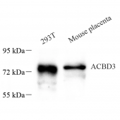 Anti -ACBD3 Rabbit pAb