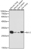 [KO Validated] Bcl-2 Rabbit pAb (A21592)