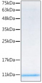 Recombinant Mouse IGF-II Protein (RP02525)