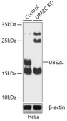 [KO Validated] UBE2C Rabbit pAb (A18075)