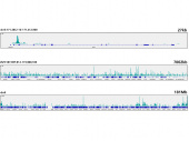 [KO Validated] c-Myc Rabbit mAb (A19032)