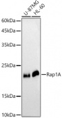 [KO Validated] Rap1A Rabbit pAb (A0975)
