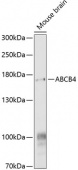 ABCB4 Rabbit pAb (A9835)