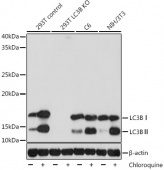 [KO Validated] LC3B Rabbit mAb (A19665)