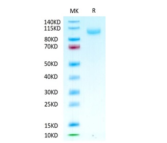 Biotinylated Recombinant Human Siglec-10 Protein (RP02499)