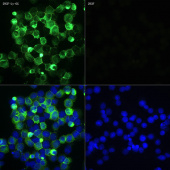 ABflo® 488 Rabbit anti-Mouse Ly-6G mAb (A22584)
