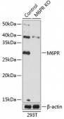 [KO Validated] M6PR Rabbit pAb (A19907)
