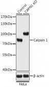[KO Validated] Calpain 1 Rabbit pAb (A18006)