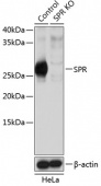 [KO Validated] SPR Rabbit pAb (A19859)