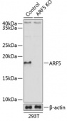 [KO Validated] ARF5 Rabbit pAb (A19986)