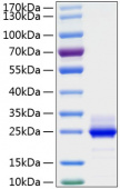 Active Recombinant Human IL-6 Protein (RP00201)
