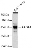 AADAT Rabbit pAb (A13089)