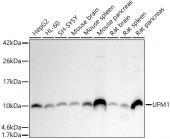 UFM1 Rabbit mAb (A20875)