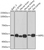 WIPI1 Rabbit mAb (A9600)