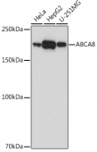 ABCA8 Rabbit pAb (A20553)