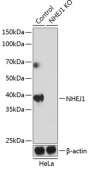 [KO Validated] NHEJ1 Rabbit pAb (A19957)