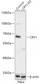 [KO Validated] CRY1 Rabbit pAb (A18028)