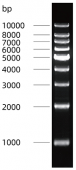1 kb DNA Ladder (RM19005)
