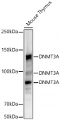 [KO Validated] DNMT3A Rabbit mAb (A19659)