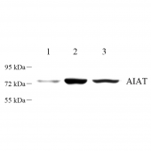 Anti -Albumin Rabbit Polyclonal Primary Antibody for WB