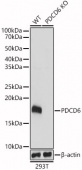[KO Validated] PDCD6 Rabbit pAb (A6685)